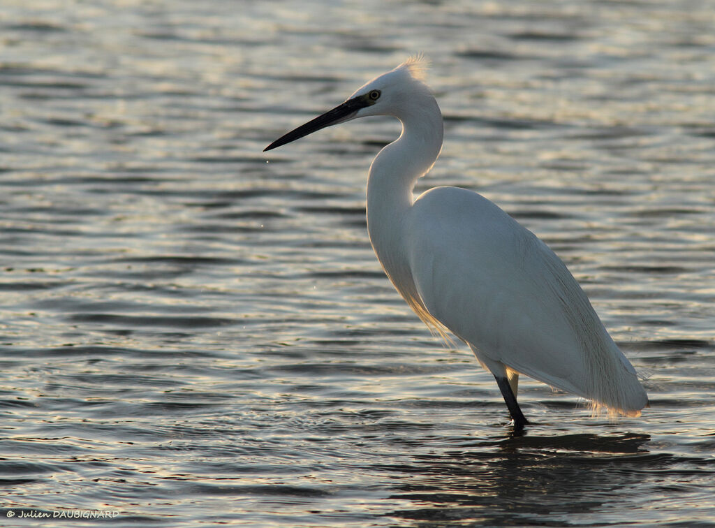 Little Egretadult, identification