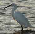 Aigrette garzette