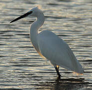 Little Egret