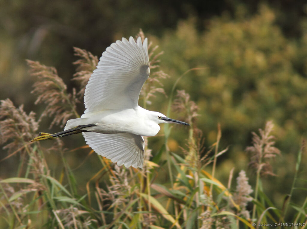 Little Egret