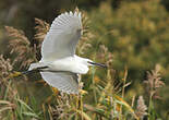 Aigrette garzette