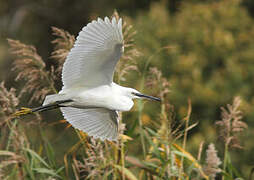 Little Egret