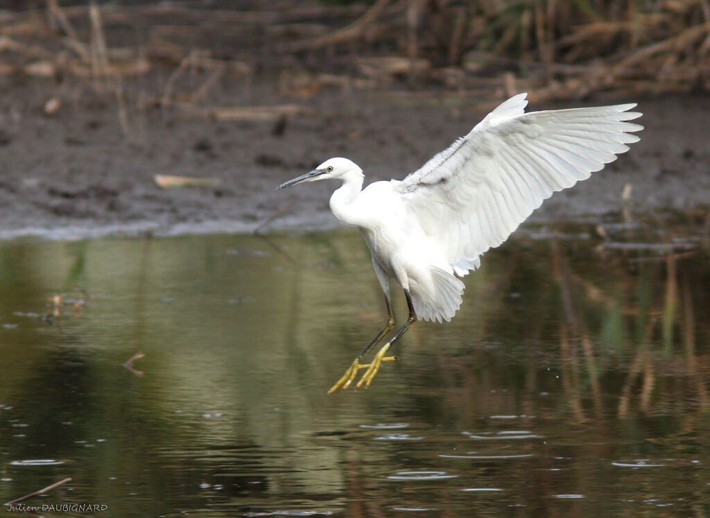 Little Egret, Flight