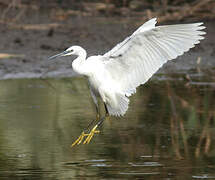 Little Egret