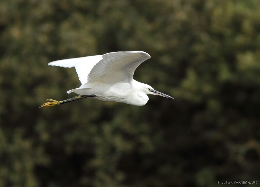 Little Egret, Flight