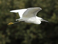 Aigrette garzette