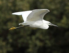 Little Egret