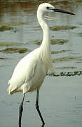 Aigrette garzette