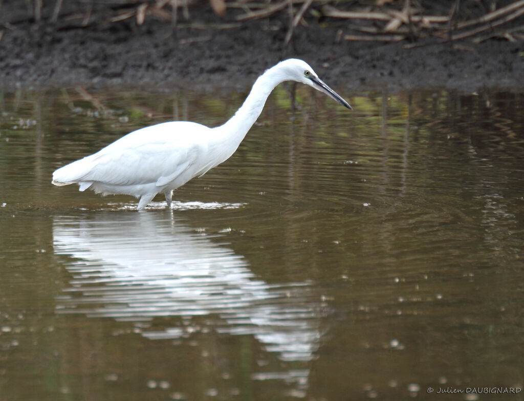 Little Egret, identification