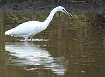 Aigrette garzette