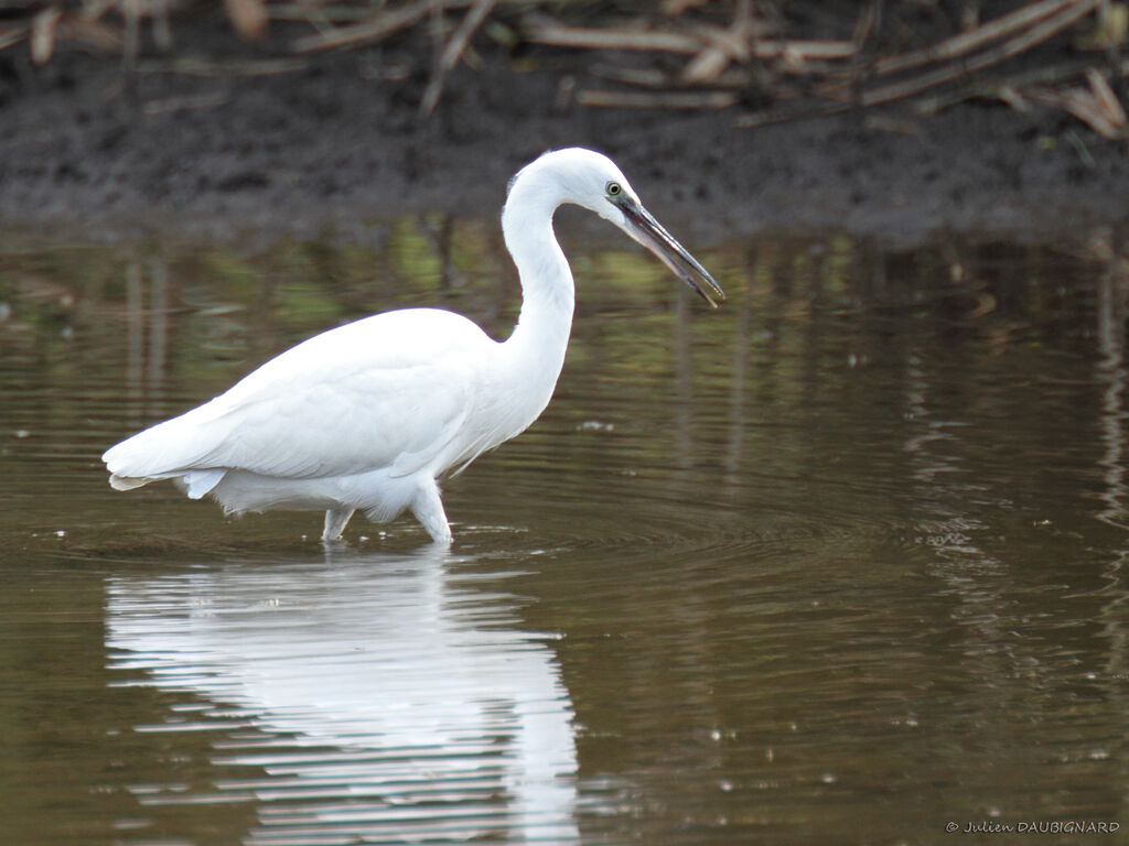 Aigrette garzette, identification