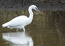 Aigrette garzette