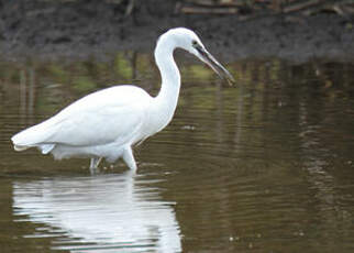 Aigrette garzette