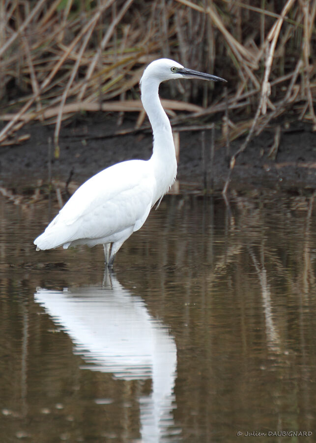 Aigrette garzetteadulte internuptial, identification