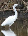 Aigrette garzette