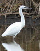 Little Egret