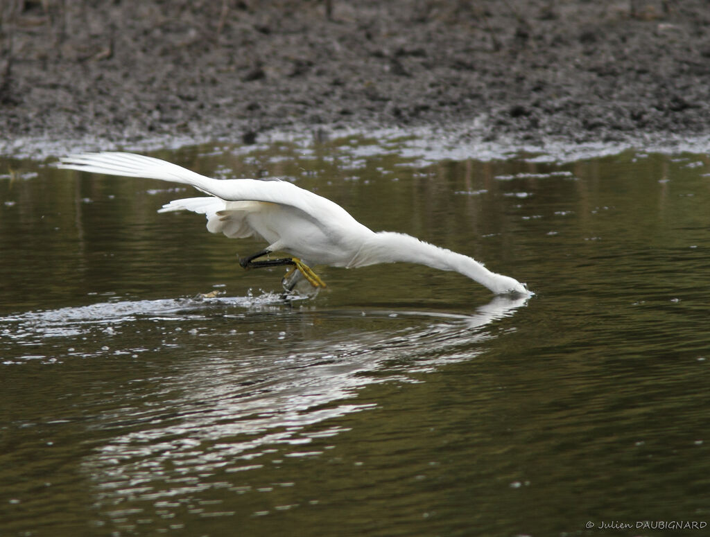 Aigrette garzette, identification