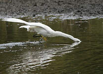 Aigrette garzette