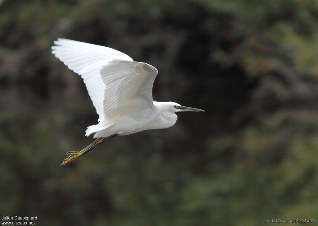 Little Egretadult post breeding, Flight