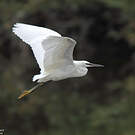 Little Egret