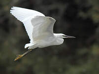 Aigrette garzette