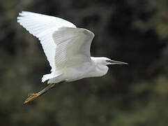 Little Egret