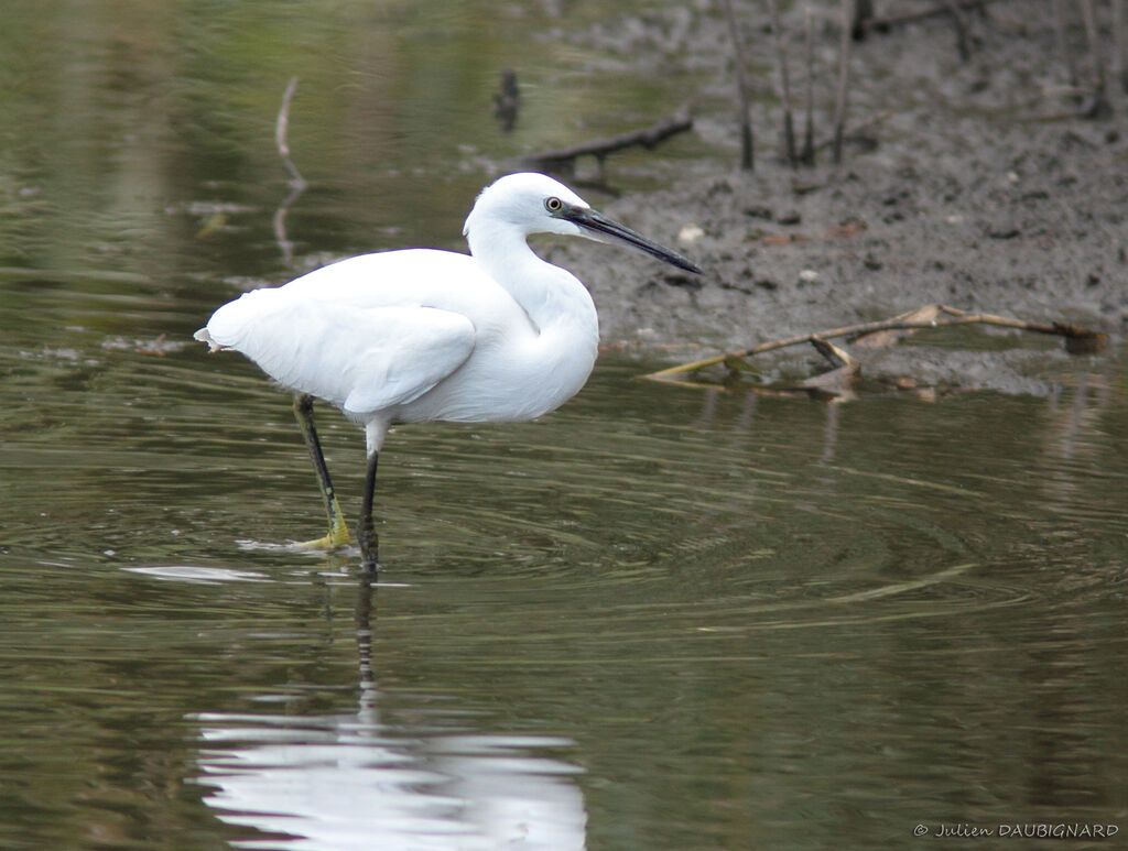 Aigrette garzette, identification