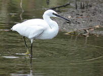 Aigrette garzette