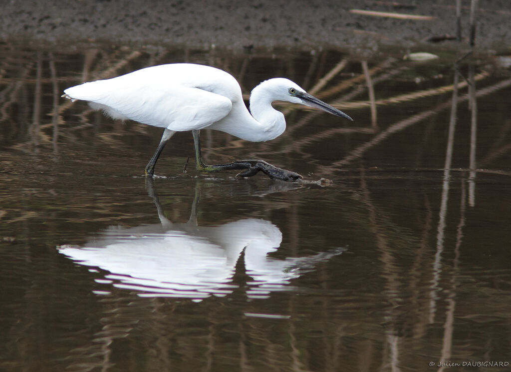 Little Egret, identification