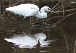 Little Egret