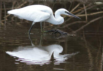 Aigrette garzette