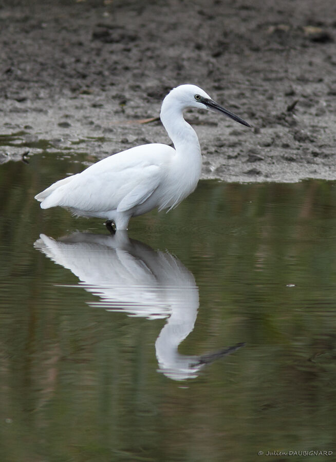 Little Egret, identification