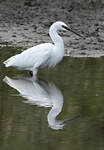 Aigrette garzette