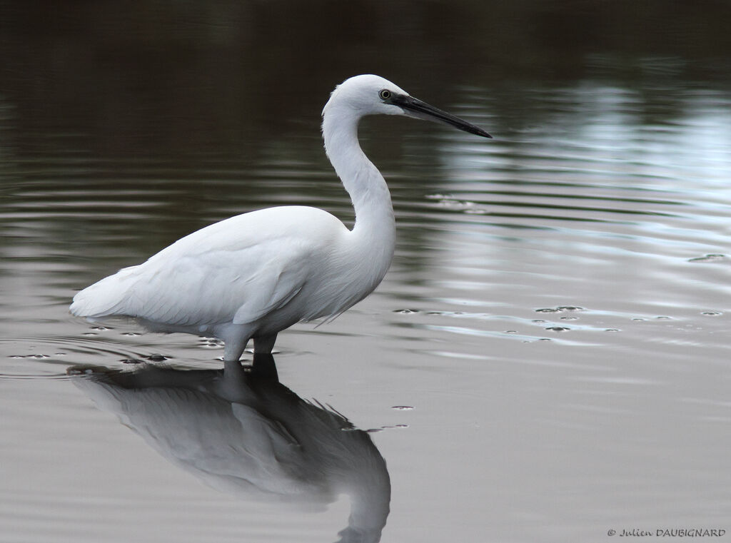 Little Egret, identification