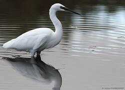 Aigrette garzette