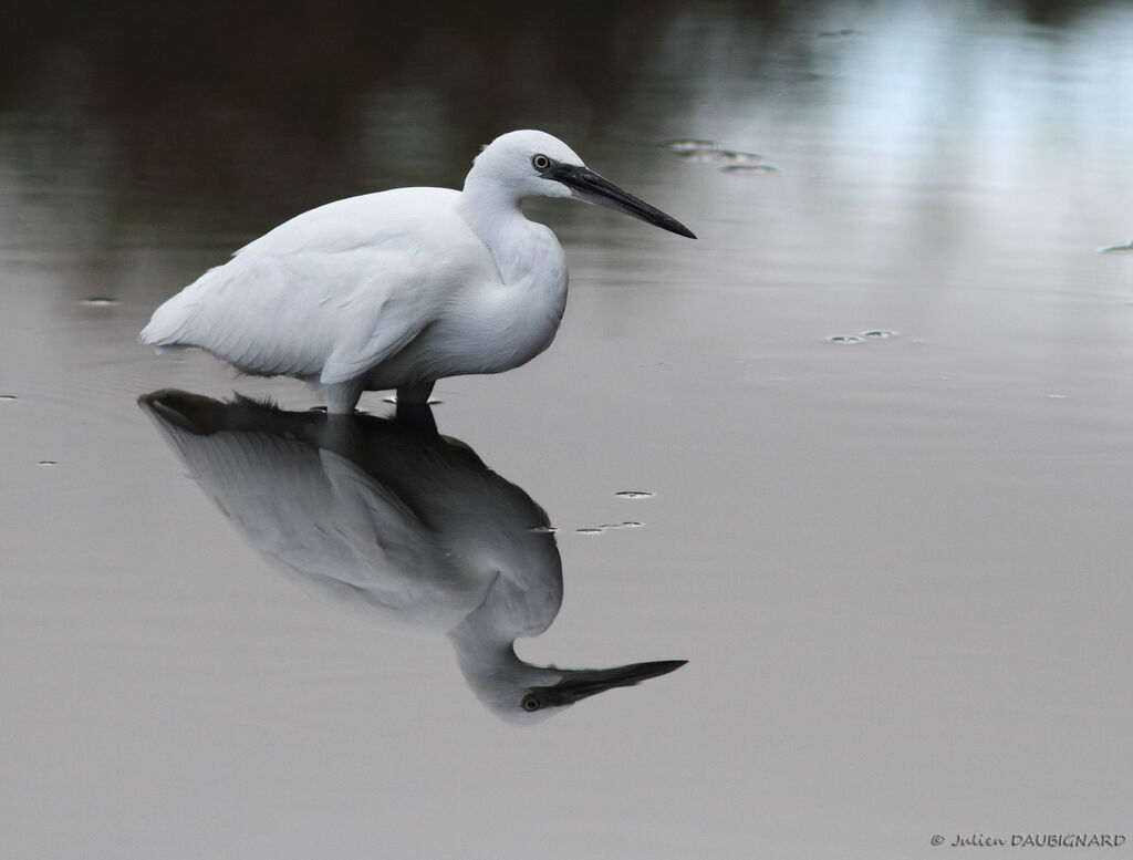 Aigrette garzette, identification