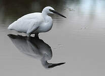 Aigrette garzette