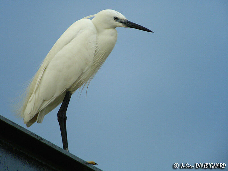 Aigrette garzette