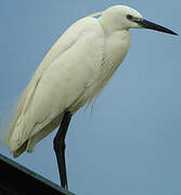 Little Egret