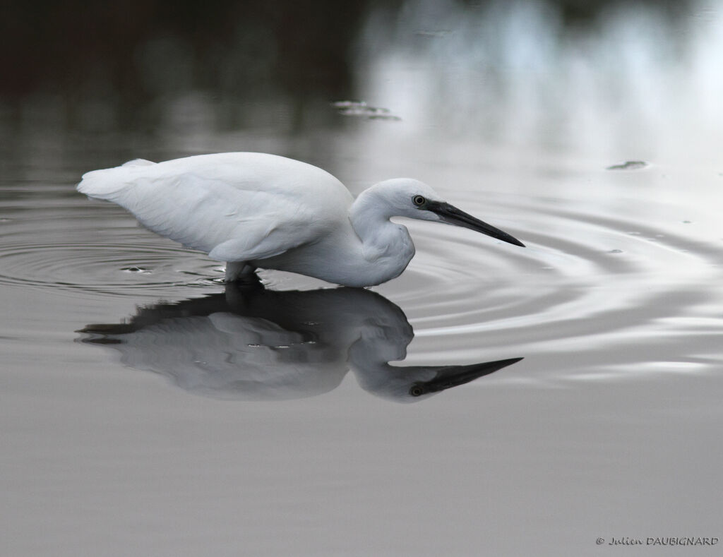 Aigrette garzette, identification