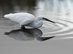 Little Egret