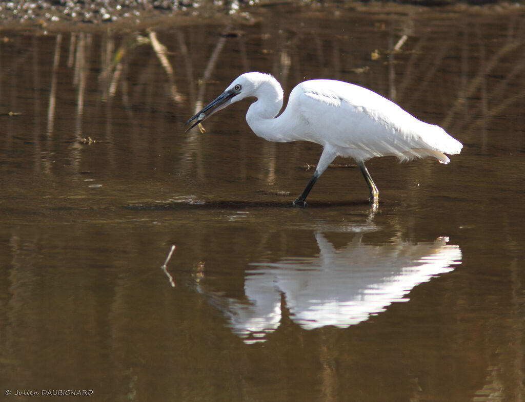 Aigrette garzette, identification, régime