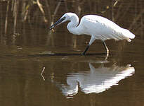 Aigrette garzette