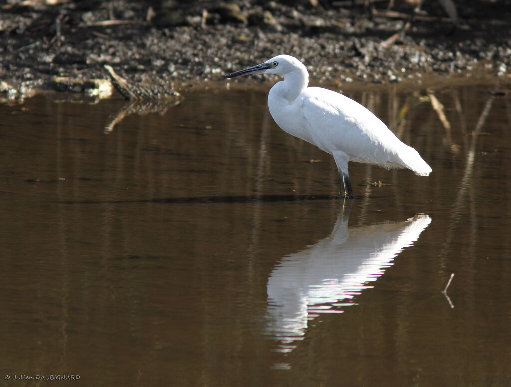 Aigrette garzette, identification