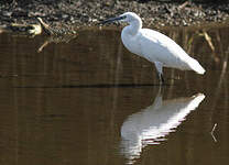 Aigrette garzette