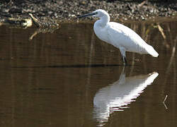 Little Egret