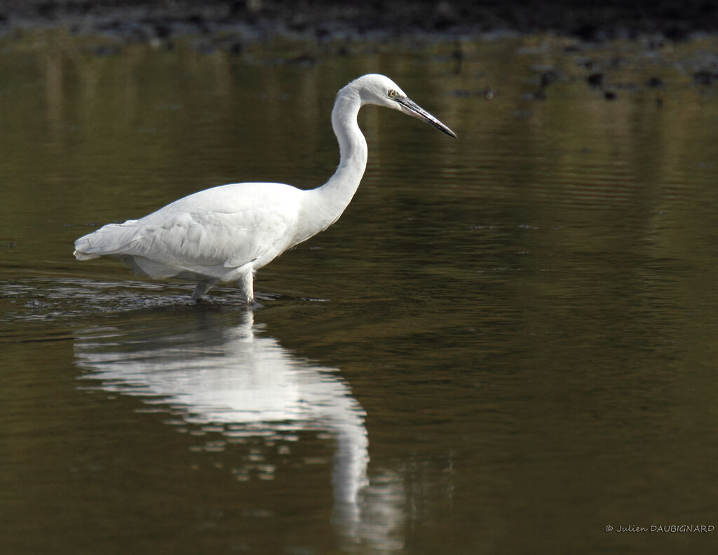 Little Egret, identification