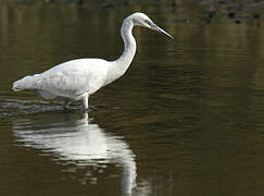 Little Egret