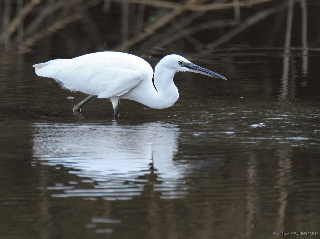 Little Egret, identification