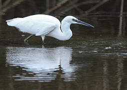 Aigrette garzette